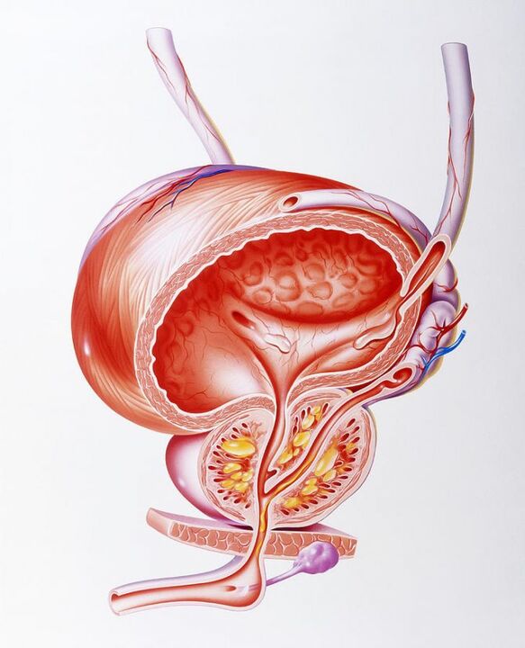 The effect of prostaglandin capsules on prostate