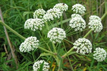 Boligoli plants are used to treat prostatitis